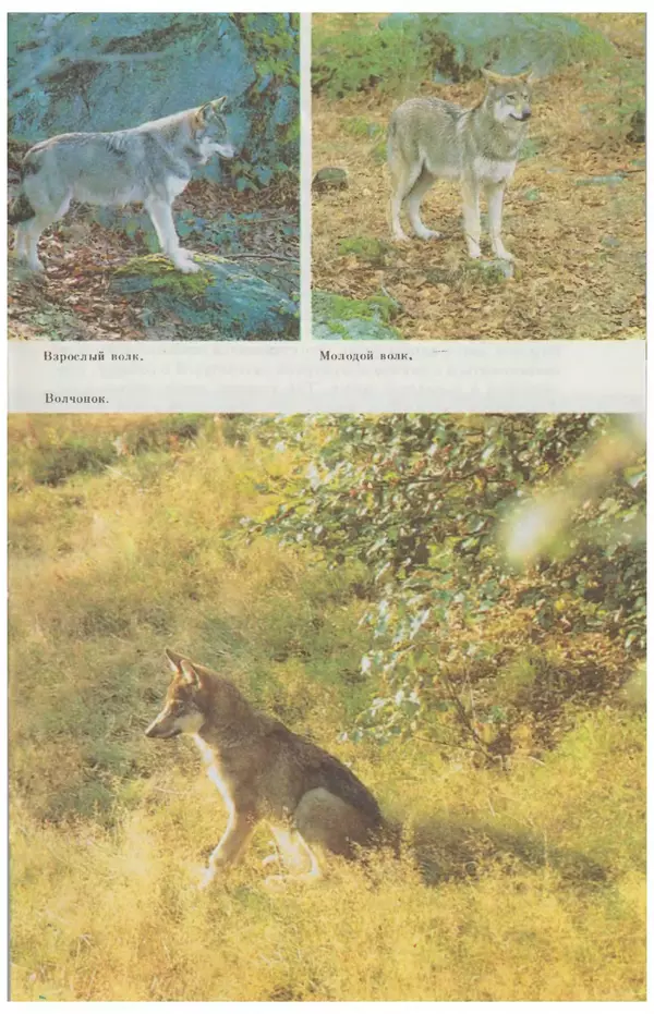  Коллектив авторов - О собаке - Страница № 15