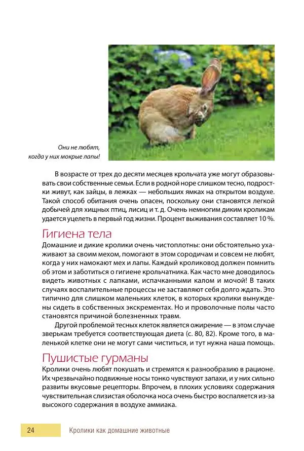 Алиса Штерн-Лес Ландес - Кролики. Справочник-пособие по разведению и выращиванию - Страница № 24