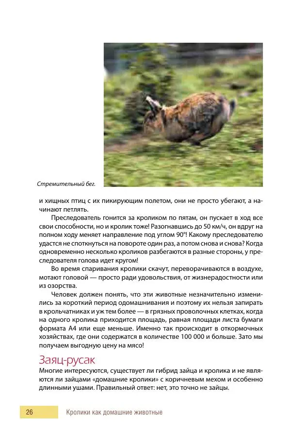 Алиса Штерн-Лес Ландес - Кролики. Справочник-пособие по разведению и выращиванию - Страница № 26