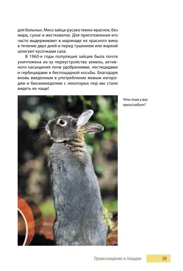 Алиса Штерн-Лес Ландес - Кролики. Справочник-пособие по разведению и выращиванию - Страница № 29