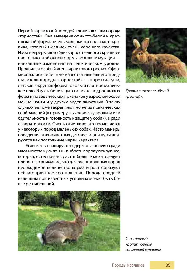 Алиса Штерн-Лес Ландес - Кролики. Справочник-пособие по разведению и выращиванию - Страница № 35