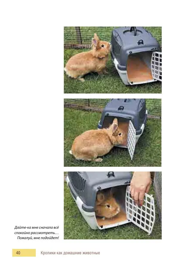 Алиса Штерн-Лес Ландес - Кролики. Справочник-пособие по разведению и выращиванию - Страница № 40