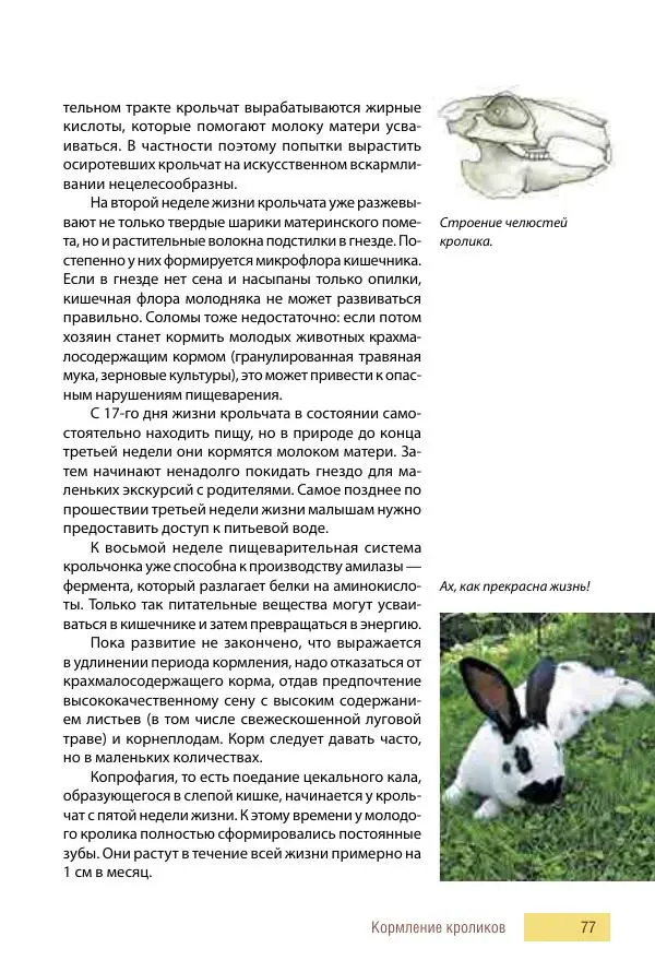 Алиса Штерн-Лес Ландес - Кролики. Справочник-пособие по разведению и выращиванию - Страница № 77
