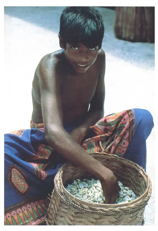 Тур Хейердал - Мальдивская загадка - Страница № 132