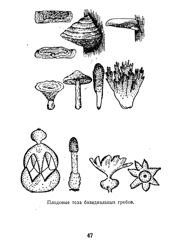 Нина Черепанова - Грибы - Страница № 49