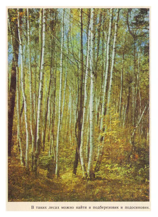 Нина Черепанова - Грибы - Страница № 55