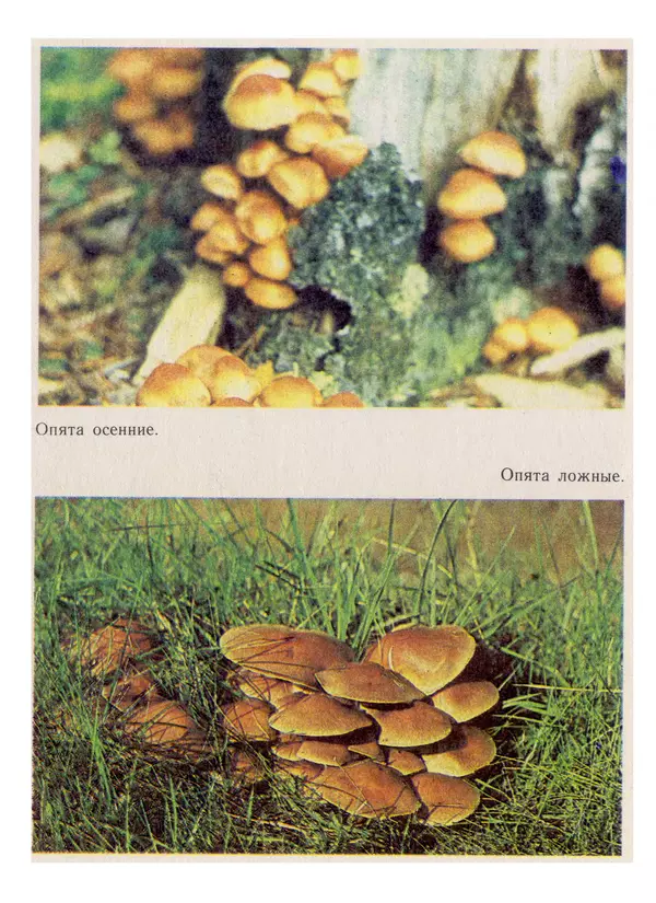 Нина Черепанова - Грибы - Страница № 58