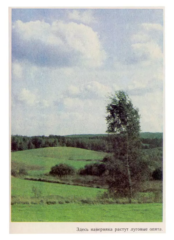 Нина Черепанова - Грибы - Страница № 59