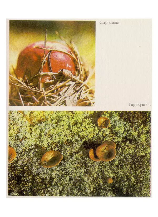 Нина Черепанова - Грибы - Страница № 61