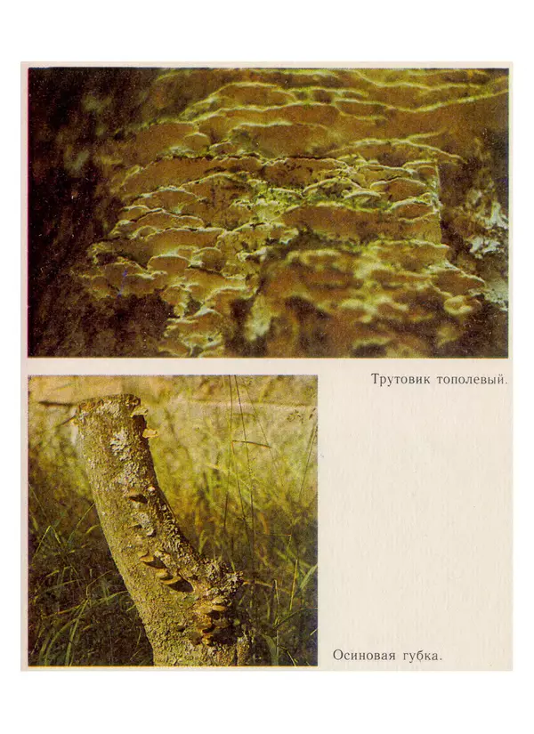 Нина Черепанова - Грибы - Страница № 65