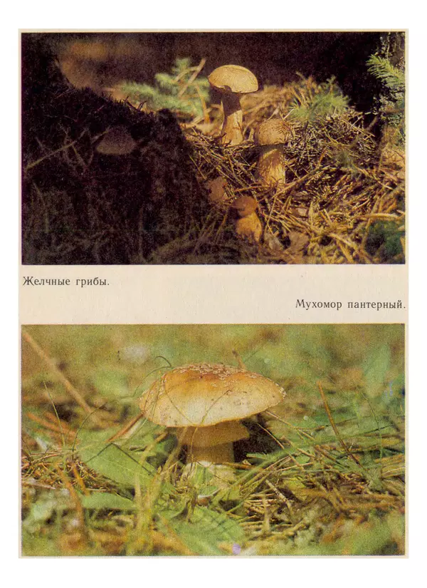 Нина Черепанова - Грибы - Страница № 66