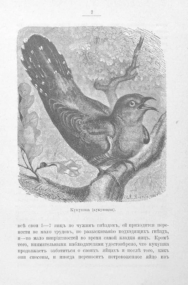Дмитрий Кайгородов - Изъ царства пернатыхъ - Страница № 25