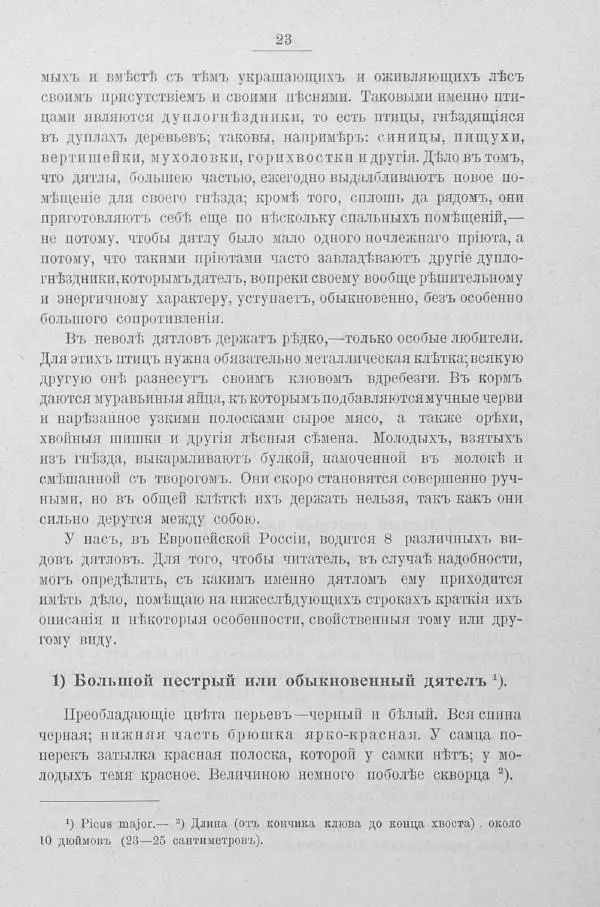 Дмитрий Кайгородов - Изъ царства пернатыхъ - Страница № 42