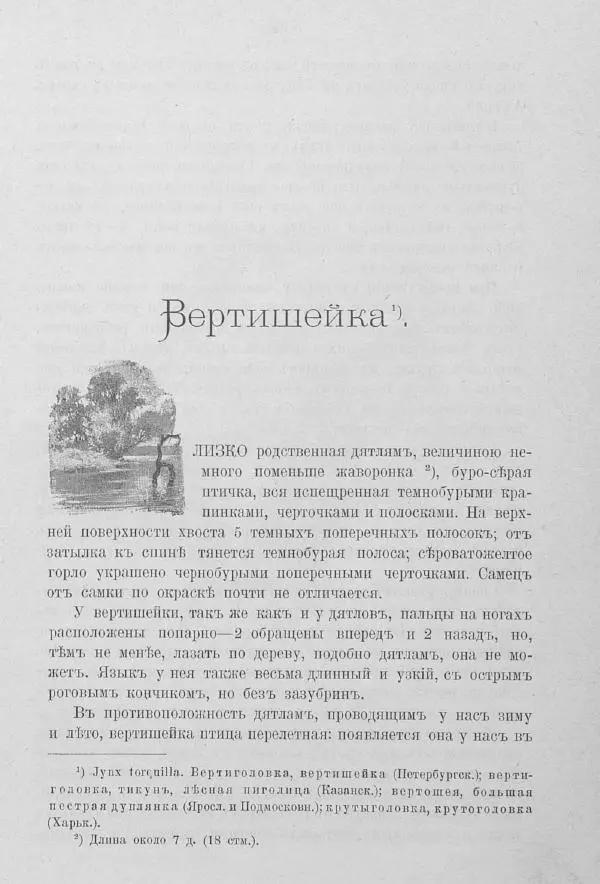Дмитрий Кайгородов - Изъ царства пернатыхъ - Страница № 50