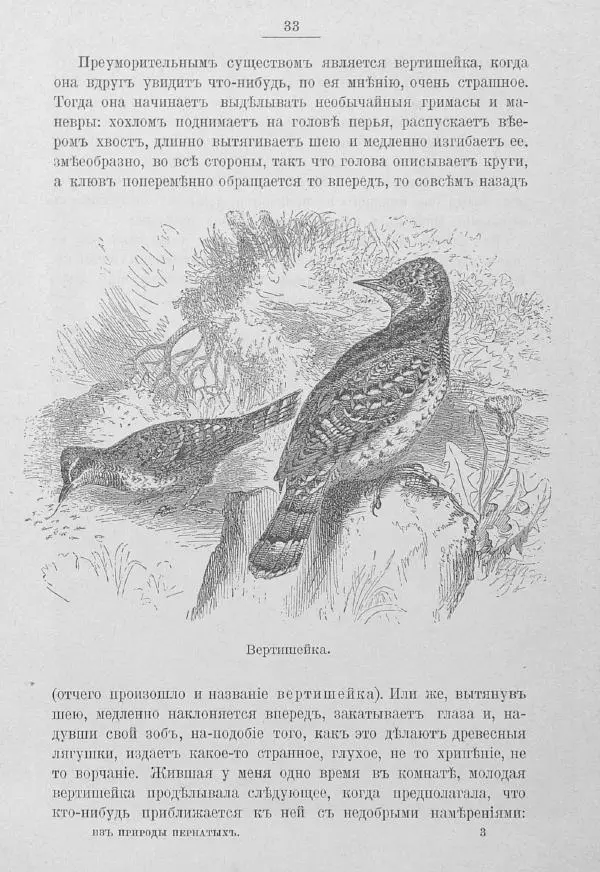 Дмитрий Кайгородов - Изъ царства пернатыхъ - Страница № 52