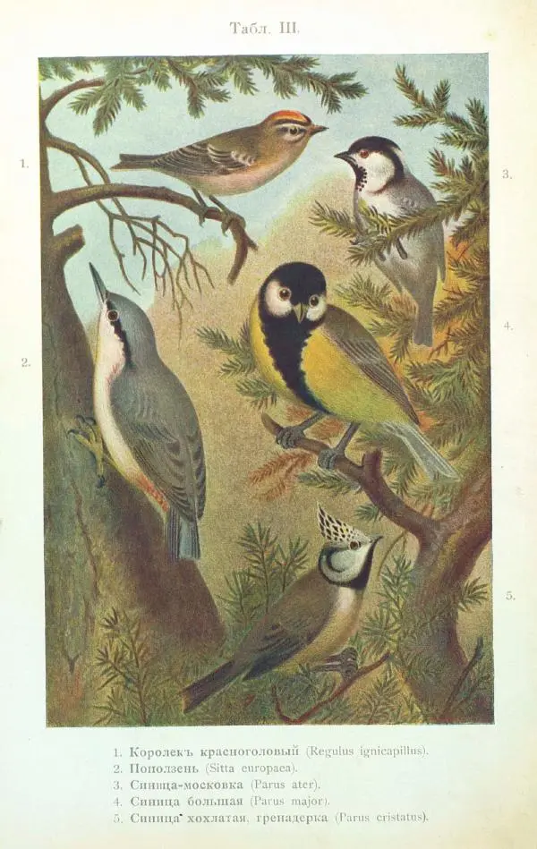 Дмитрий Кайгородов - Изъ царства пернатыхъ - Страница № 54