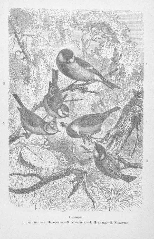 Дмитрий Кайгородов - Изъ царства пернатыхъ - Страница № 63