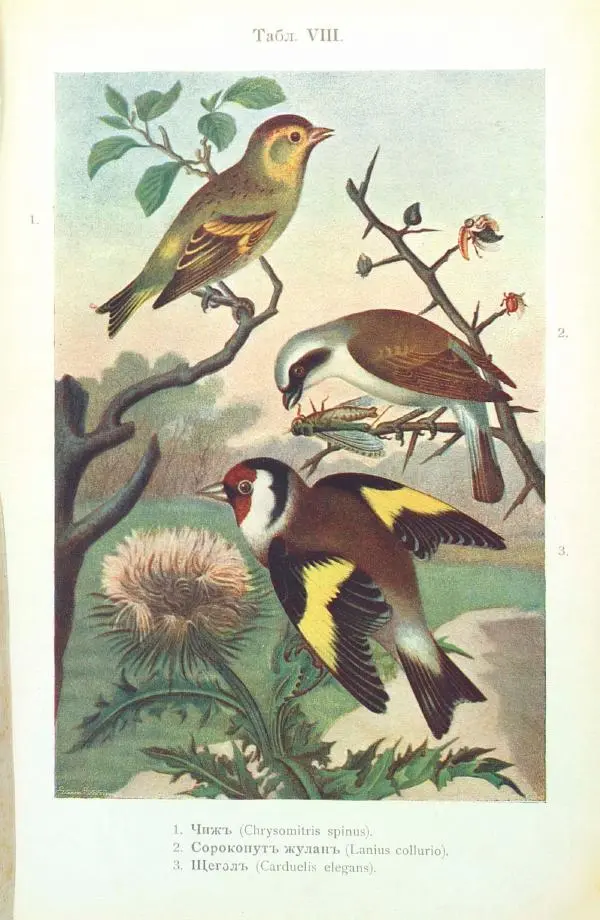 Дмитрий Кайгородов - Изъ царства пернатыхъ - Страница № 128