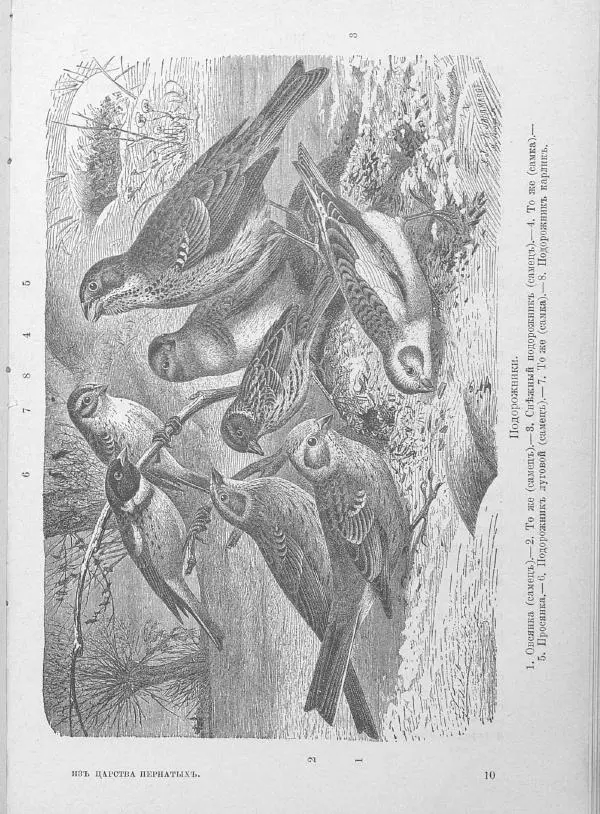 Дмитрий Кайгородов - Изъ царства пернатыхъ - Страница № 170