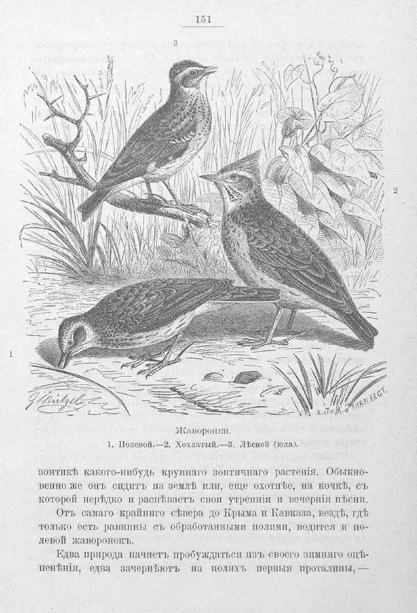 Дмитрий Кайгородов - Изъ царства пернатыхъ - Страница № 176