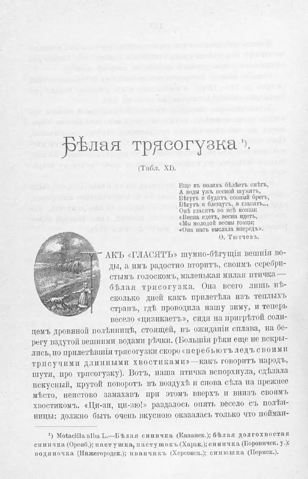Дмитрий Кайгородов - Изъ царства пернатыхъ - Страница № 185
