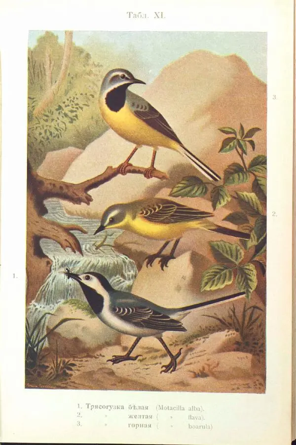 Дмитрий Кайгородов - Изъ царства пернатыхъ - Страница № 186