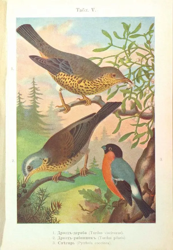 Дмитрий Кайгородов - Изъ царства пернатыхъ - Страница № 211