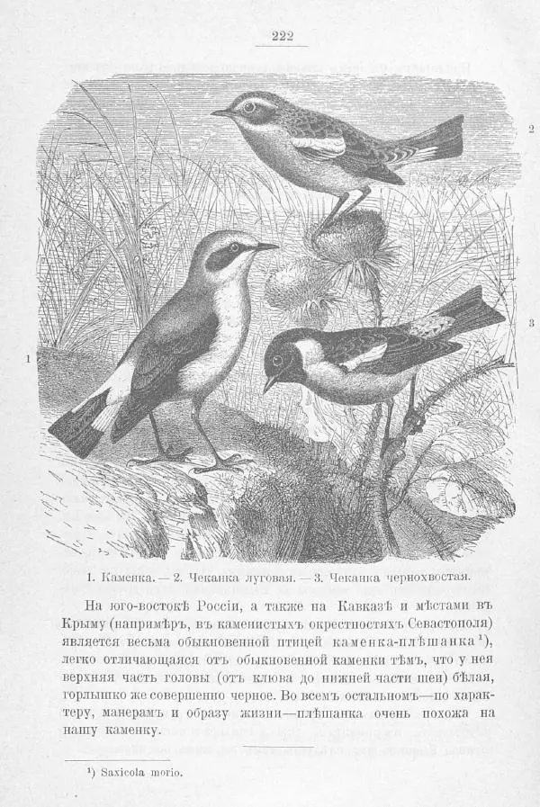 Дмитрий Кайгородов - Изъ царства пернатыхъ - Страница № 253