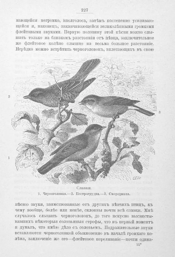 Дмитрий Кайгородов - Изъ царства пернатыхъ - Страница № 259