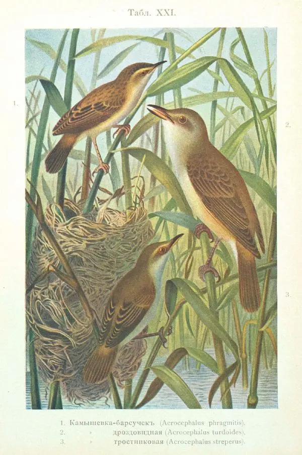 Дмитрий Кайгородов - Изъ царства пернатыхъ - Страница № 284