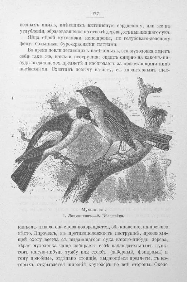 Дмитрий Кайгородов - Изъ царства пернатыхъ - Страница № 312