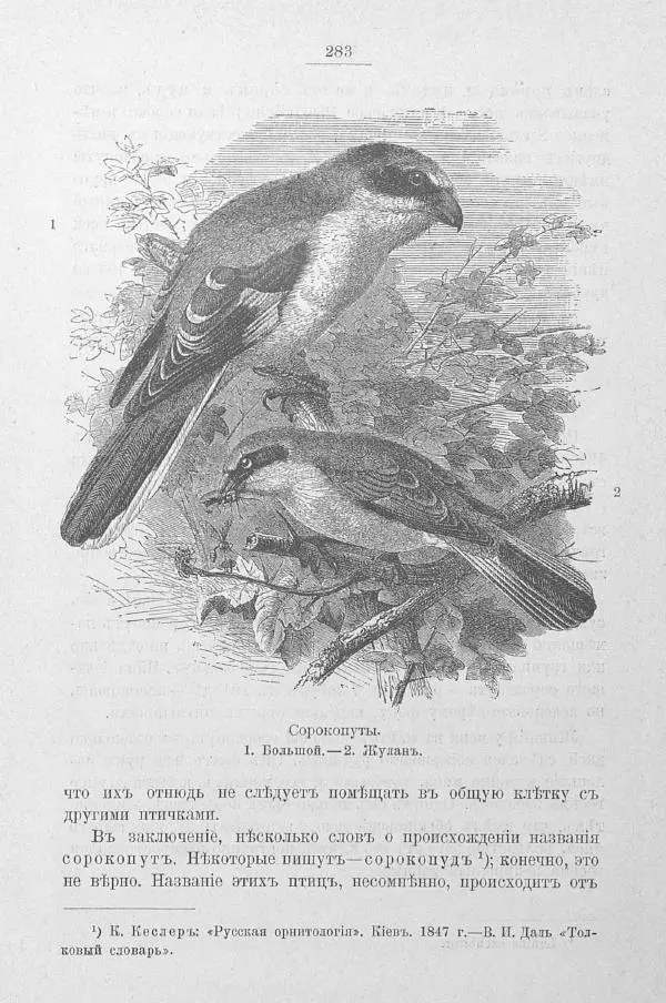 Дмитрий Кайгородов - Изъ царства пернатыхъ - Страница № 318