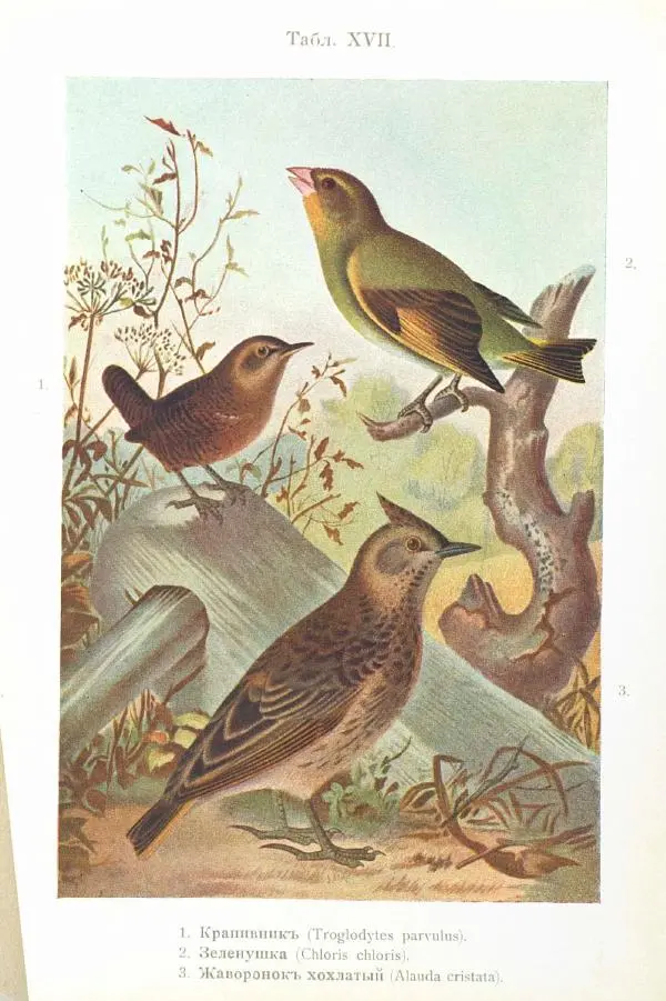 Дмитрий Кайгородов - Изъ царства пернатыхъ - Страница № 320