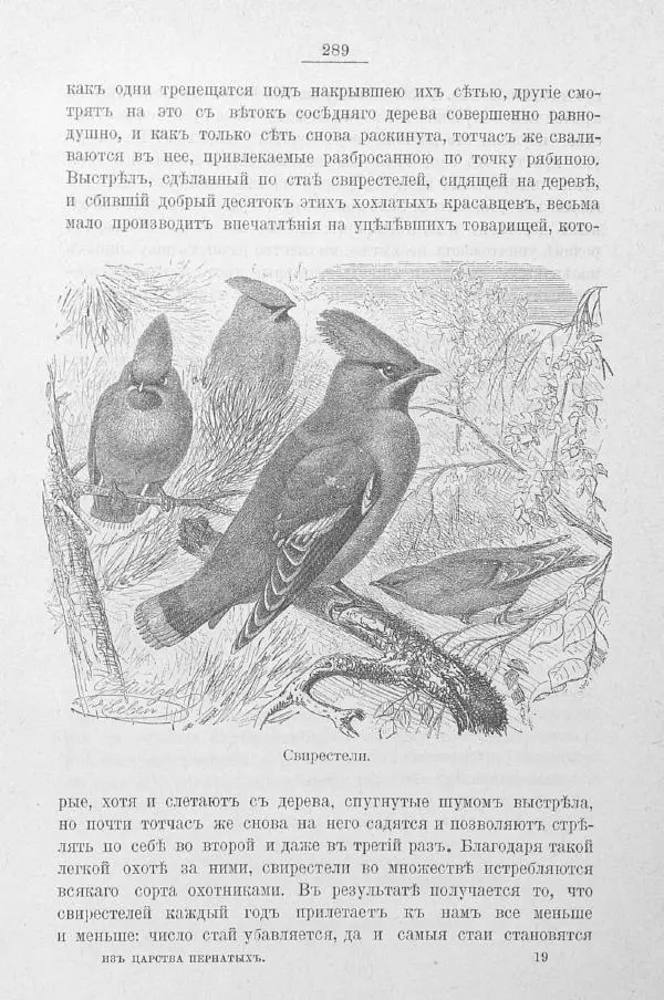 Дмитрий Кайгородов - Изъ царства пернатыхъ - Страница № 325