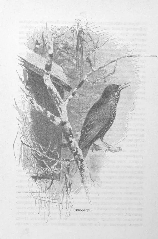 Дмитрий Кайгородов - Изъ царства пернатыхъ - Страница № 329