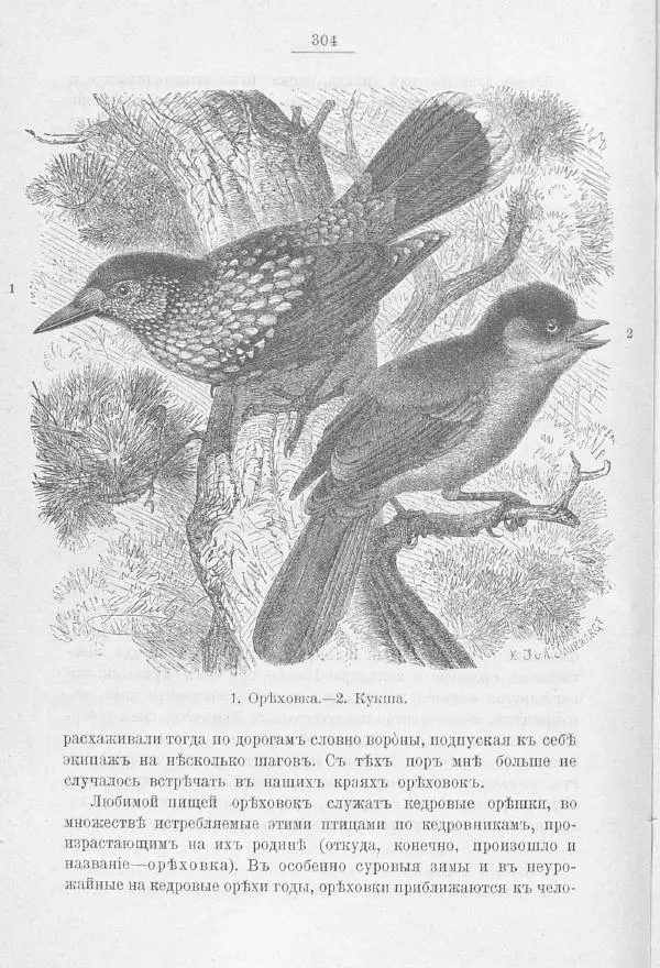 Дмитрий Кайгородов - Изъ царства пернатыхъ - Страница № 341