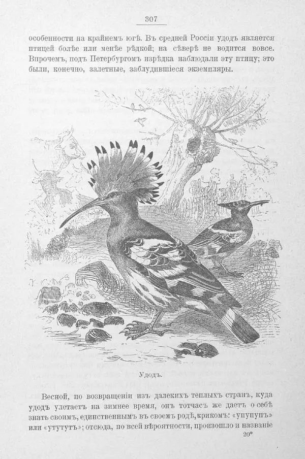 Дмитрий Кайгородов - Изъ царства пернатыхъ - Страница № 344