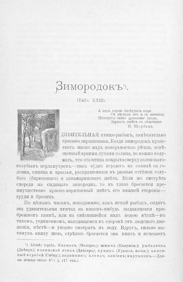 Дмитрий Кайгородов - Изъ царства пернатыхъ - Страница № 347