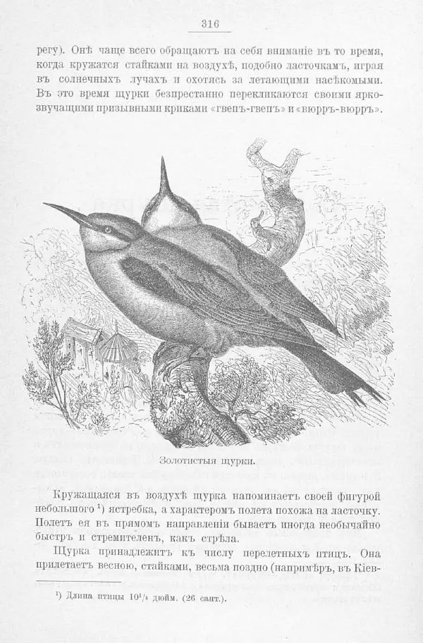 Дмитрий Кайгородов - Изъ царства пернатыхъ - Страница № 355