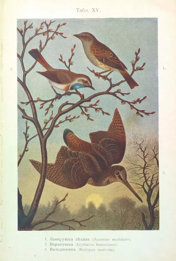 Дмитрий Кайгородов - Изъ царства пернатыхъ - Страница № 358