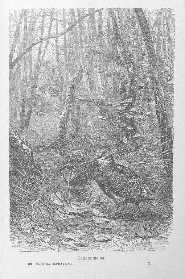 Дмитрий Кайгородов - Изъ царства пернатыхъ - Страница № 361