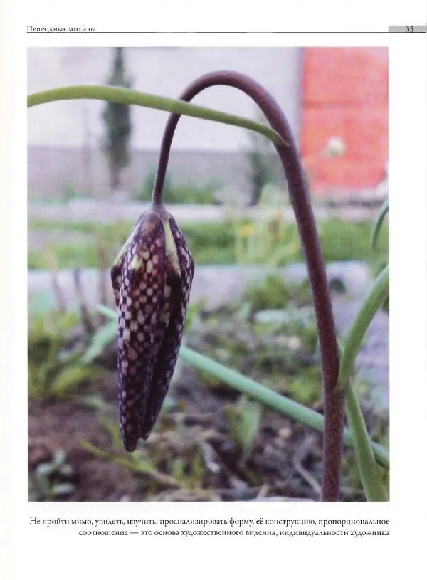Мария Якушева - Трансформация природного мотива в орнаментальную декоративную форму - Страница № 36