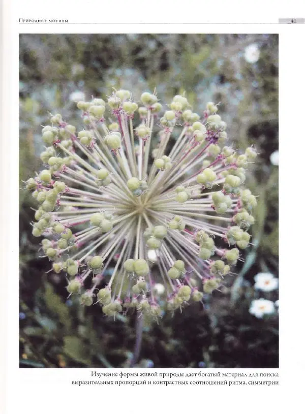 Мария Якушева - Трансформация природного мотива в орнаментальную декоративную форму - Страница № 42