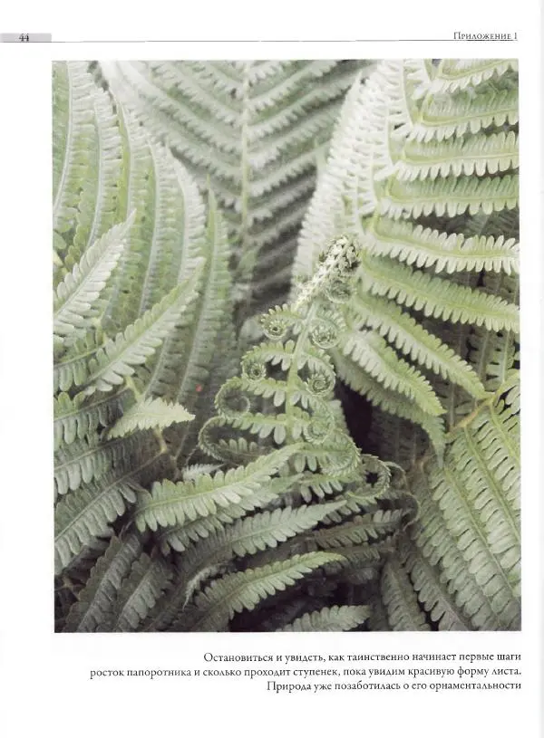 Мария Якушева - Трансформация природного мотива в орнаментальную декоративную форму - Страница № 45