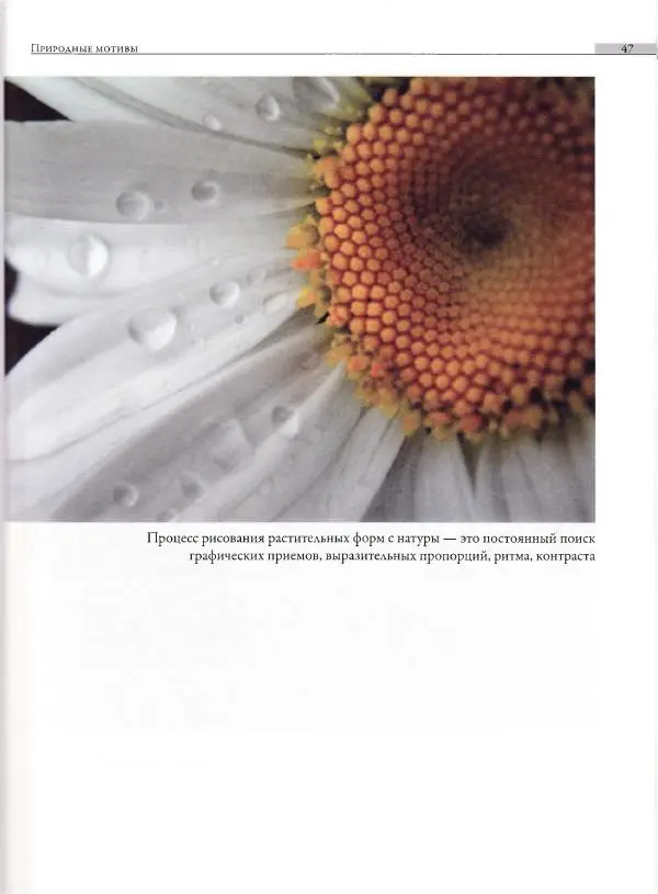 Мария Якушева - Трансформация природного мотива в орнаментальную декоративную форму - Страница № 48
