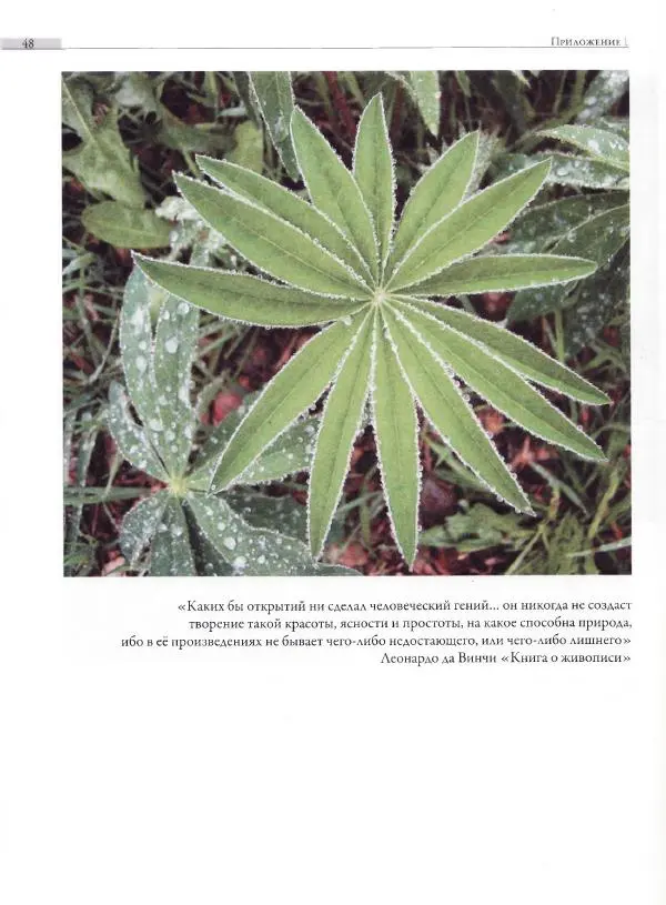 Мария Якушева - Трансформация природного мотива в орнаментальную декоративную форму - Страница № 49