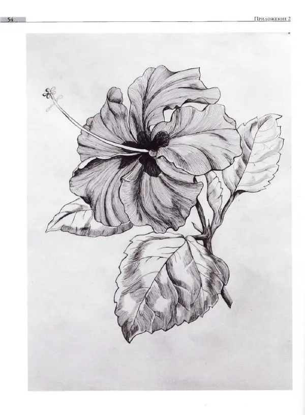 Мария Якушева - Трансформация природного мотива в орнаментальную декоративную форму - Страница № 55