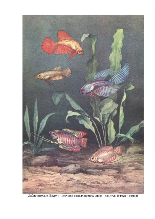 Федор Полканов - Подводный мир в комнате - Страница № 5