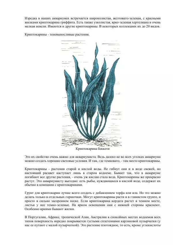 Федор Полканов - Подводный мир в комнате - Страница № 82
