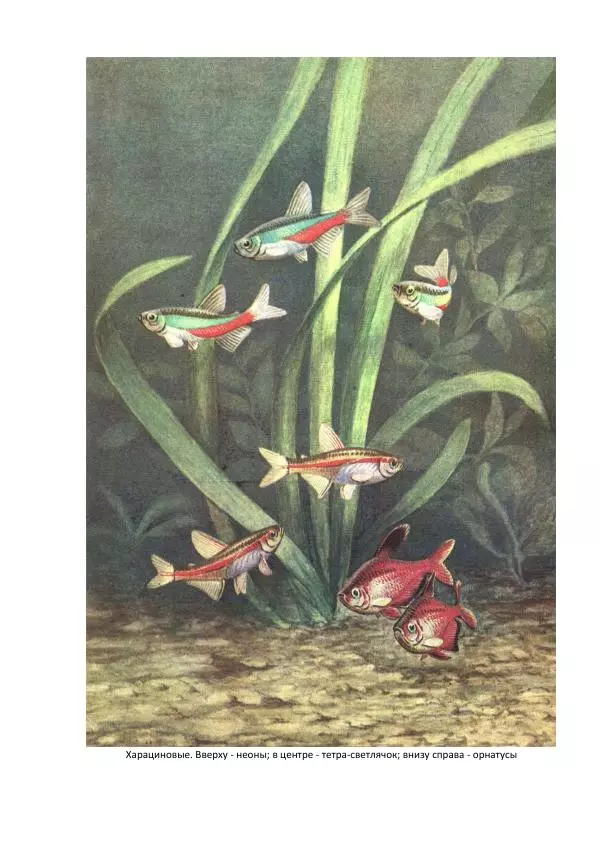 Федор Полканов - Подводный мир в комнате - Страница № 116